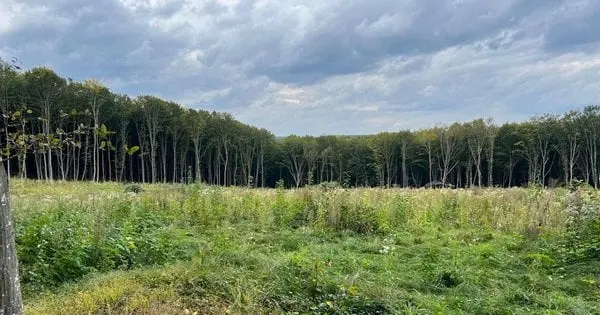 Керівників держлісгоспу на Тернопільщині викрили в незаконних рубках на 57 млн грн