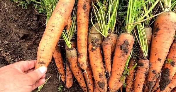 Секрет вдалого врожаю: коли найкраще сіяти моркву у 2025 році