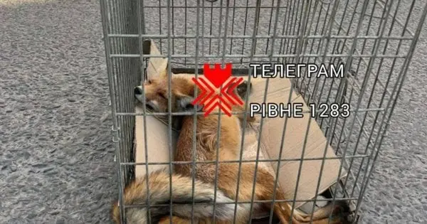 У Рівному жінку вкусила лисиця, яка невдовзі померла від сказу