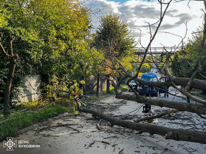 У Чернівцях дерево впало на проїжджаючий по дорозі мікроавтобус