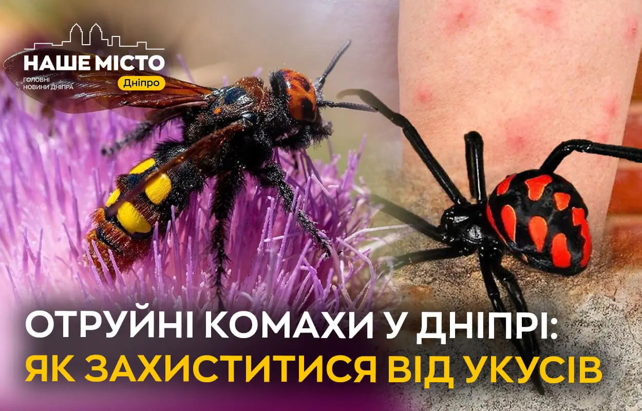Отруйні комахи: як дніпрянам розпізнати небезпеку та захистити себе