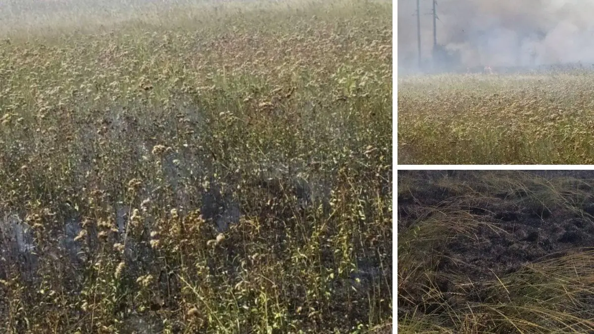 В Обухівці сталася пожежа площею понад 5 гектарів