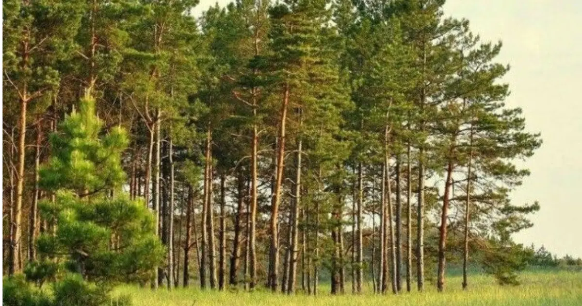 На Вінниччині у комунальну власність повернули 43 гектар лісових ділянок