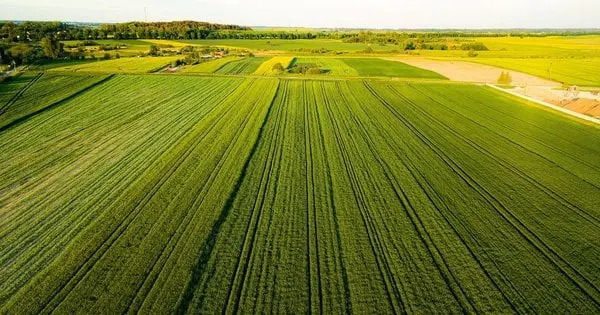 Депутат з Буковини не вказав у декларації 279 земельних ділянок і отримав штраф