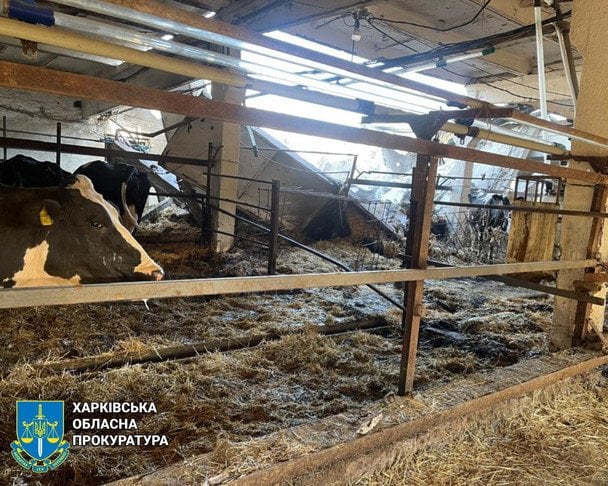 Вбивають не лише людей, але й тварин: на Харківщині росіяни знищили два стада корів (фото)