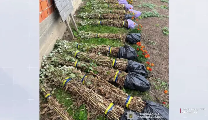 Вирощувала мак на городі: у буковинки виявили 1500 кущів