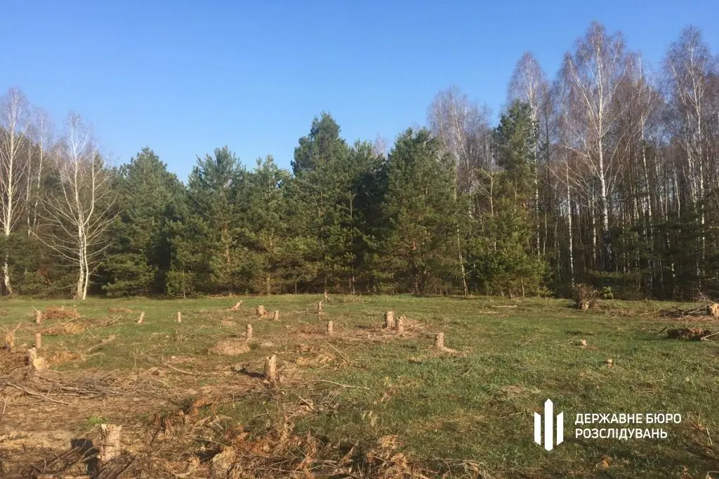 Незаконна вирубка лісу на Київщині: інженеру повідомлено про підозру