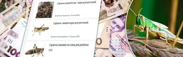 Неочікуваний бізнес на сарані: продавців можуть покарати штрафами
