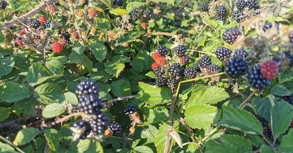 Ожина може перетворити сад на справжній жах: 6 причин, чому варто уникати цього куща
