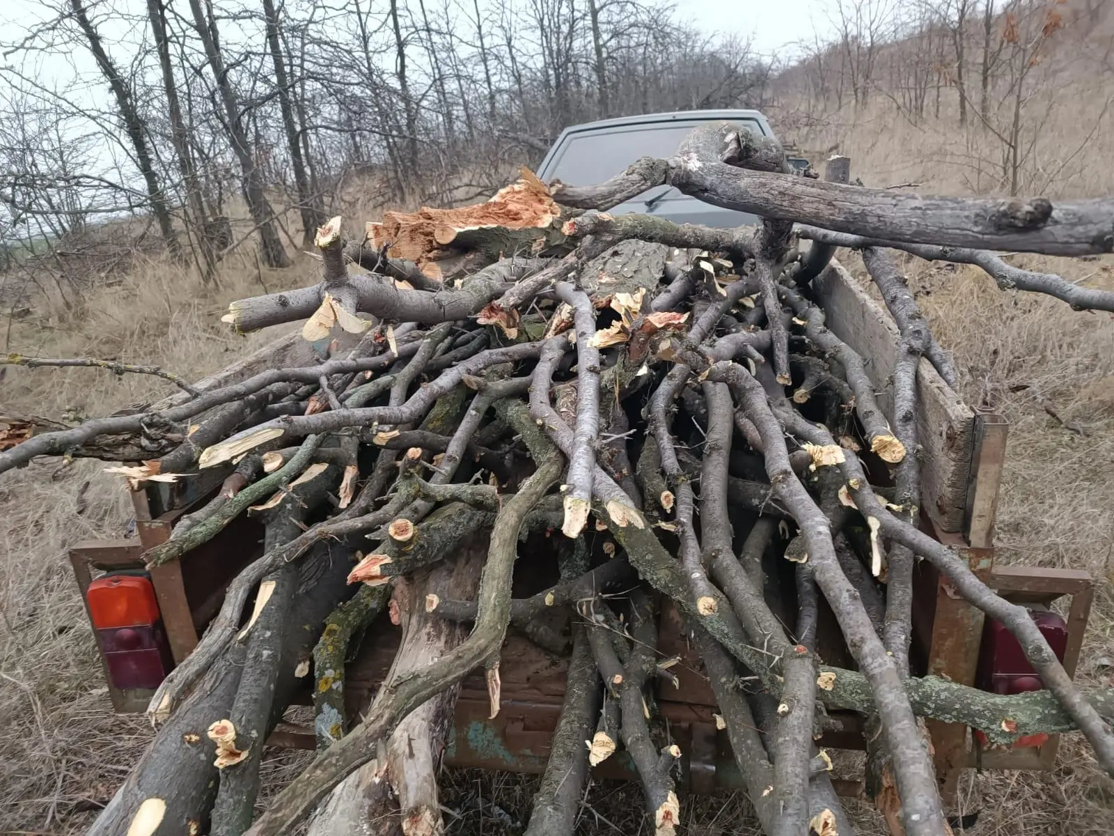 На Одещині оштрафували чоловіка за незаконну вирубку білої акації