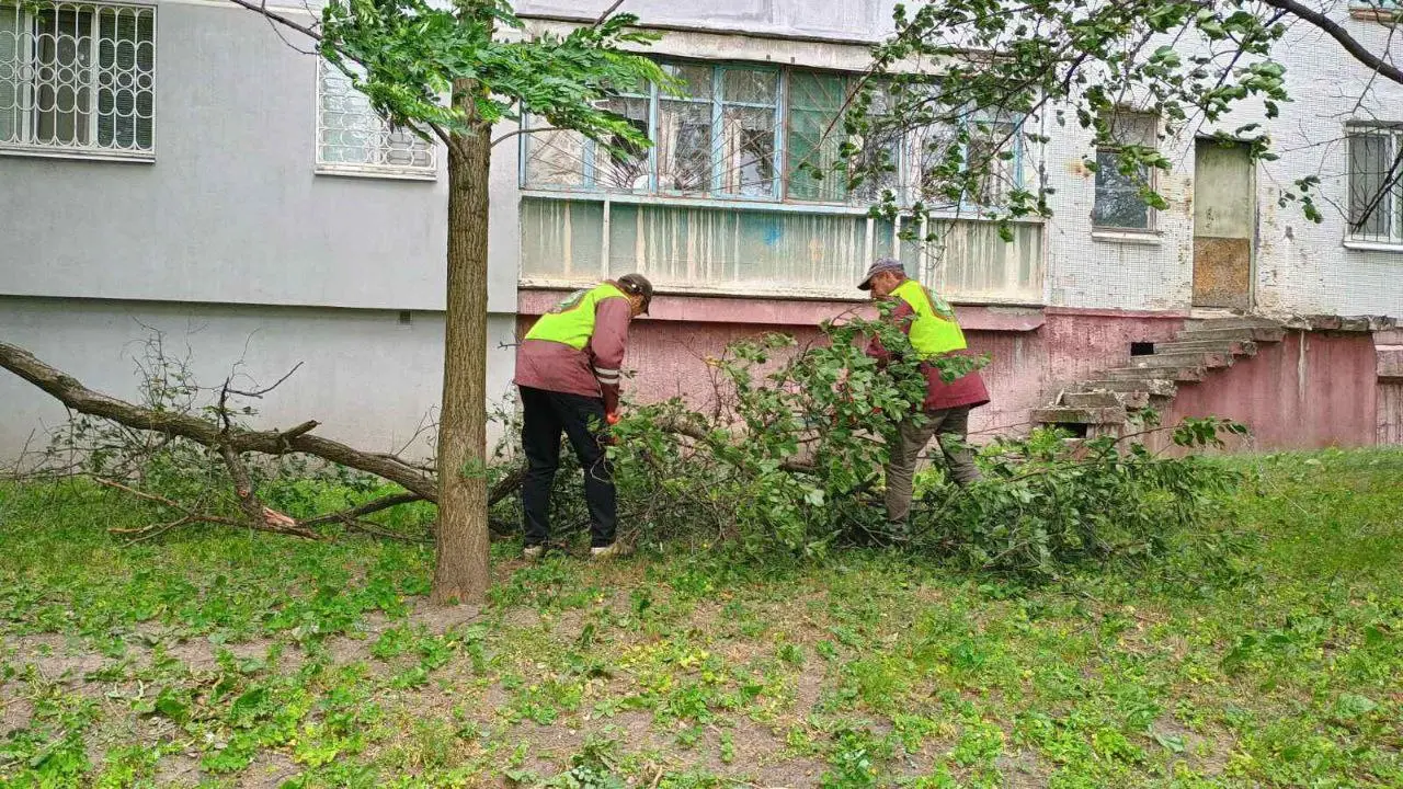 Сильний вітер у Харкові: пошкоджені дерева, на жінку впала гілка (фото)