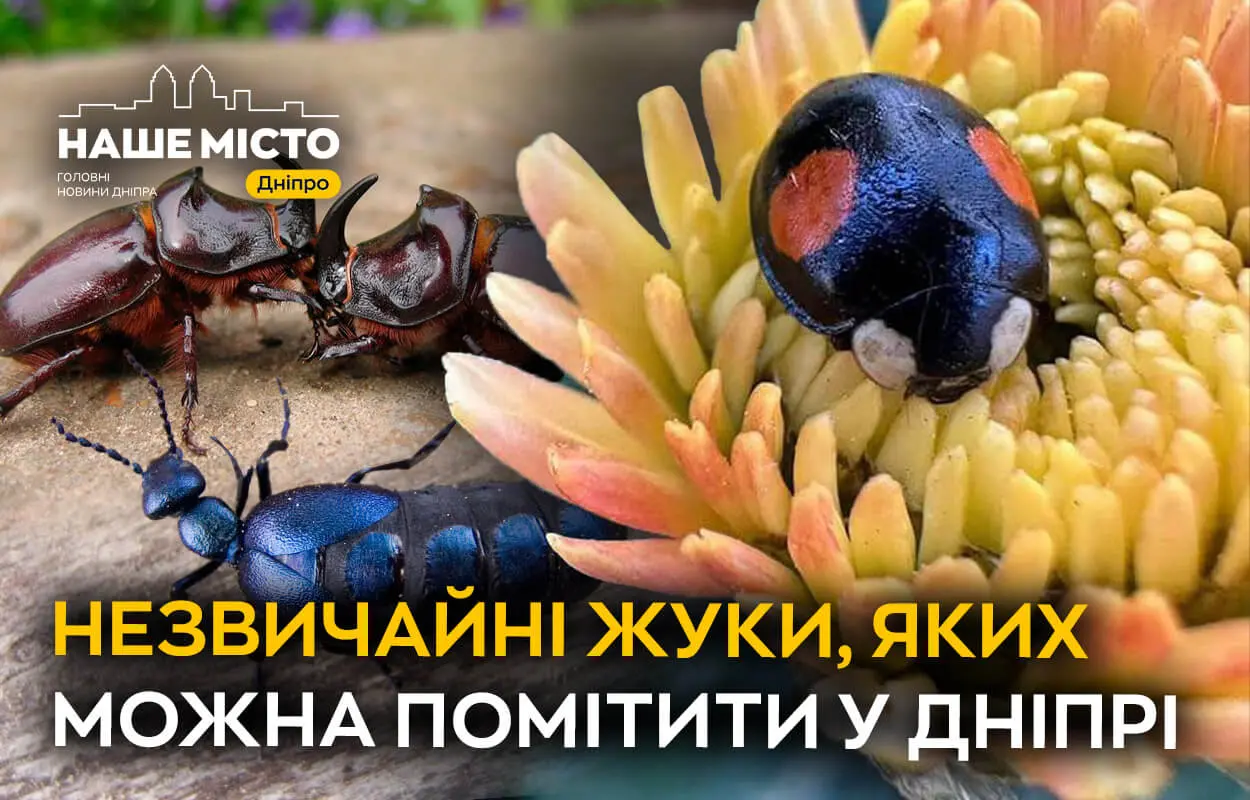 Від “кактусового” листоїда до отруйної Майки: ТОП незвичайних жуків, яких можна помітити у Дніпрі