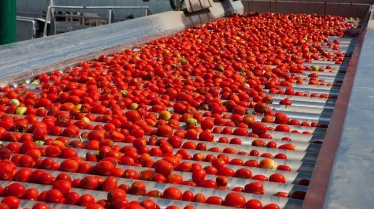 Україна поки не почала відроджувати галузь переробки томатів – асоціація