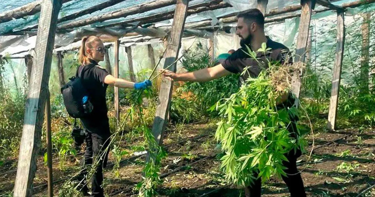 Поліцейські знайшли теплицю з марихуаною на Харківщині