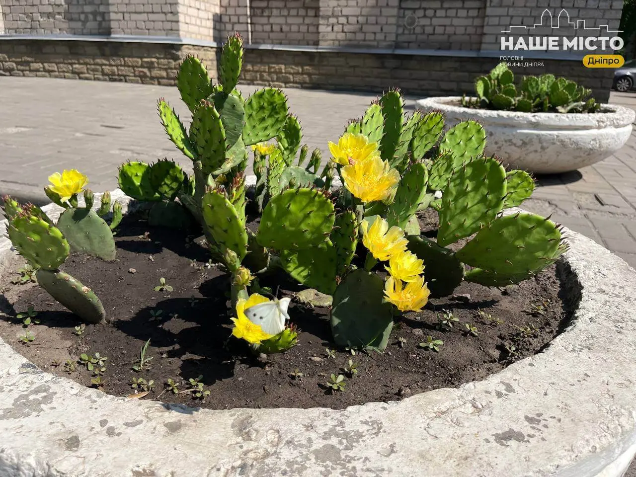 Колючі сонечка: у Дніпрі на вулиці Академіка Янгеля розквітли кактуси