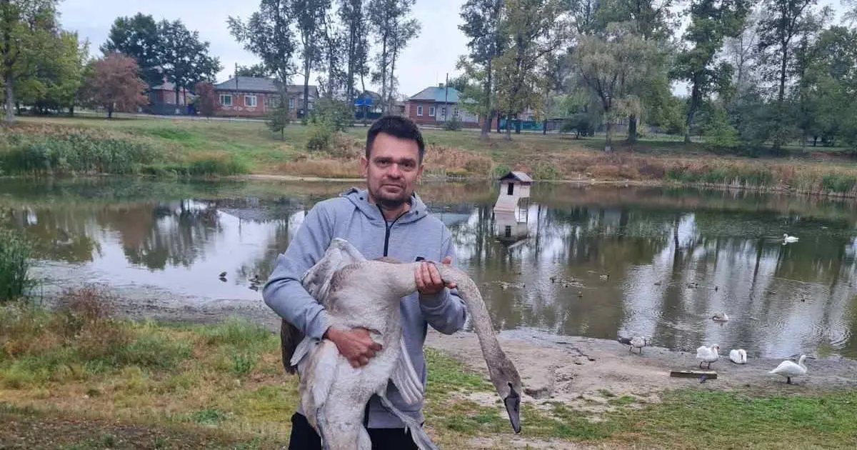 Харків'янин врятував молодого лебедя на трасі Охтирка-Харків