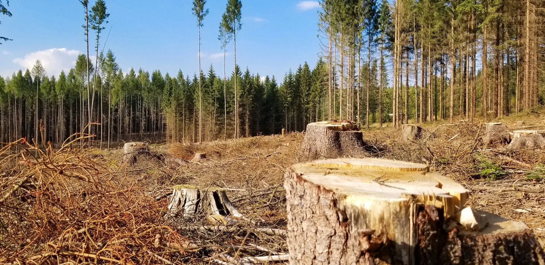 За останні п’ять років обсяги рубок в девʼяти нацпарках України зросли у 2-6 разів, – КЕКЦ