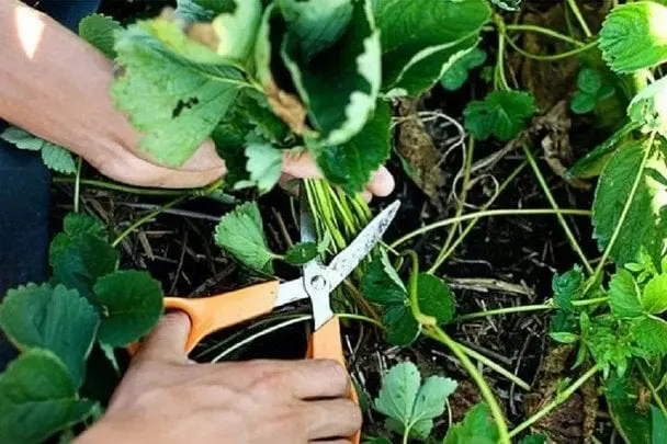 Коли і для чого обрізати вуса полуниці: повний гід для садівників