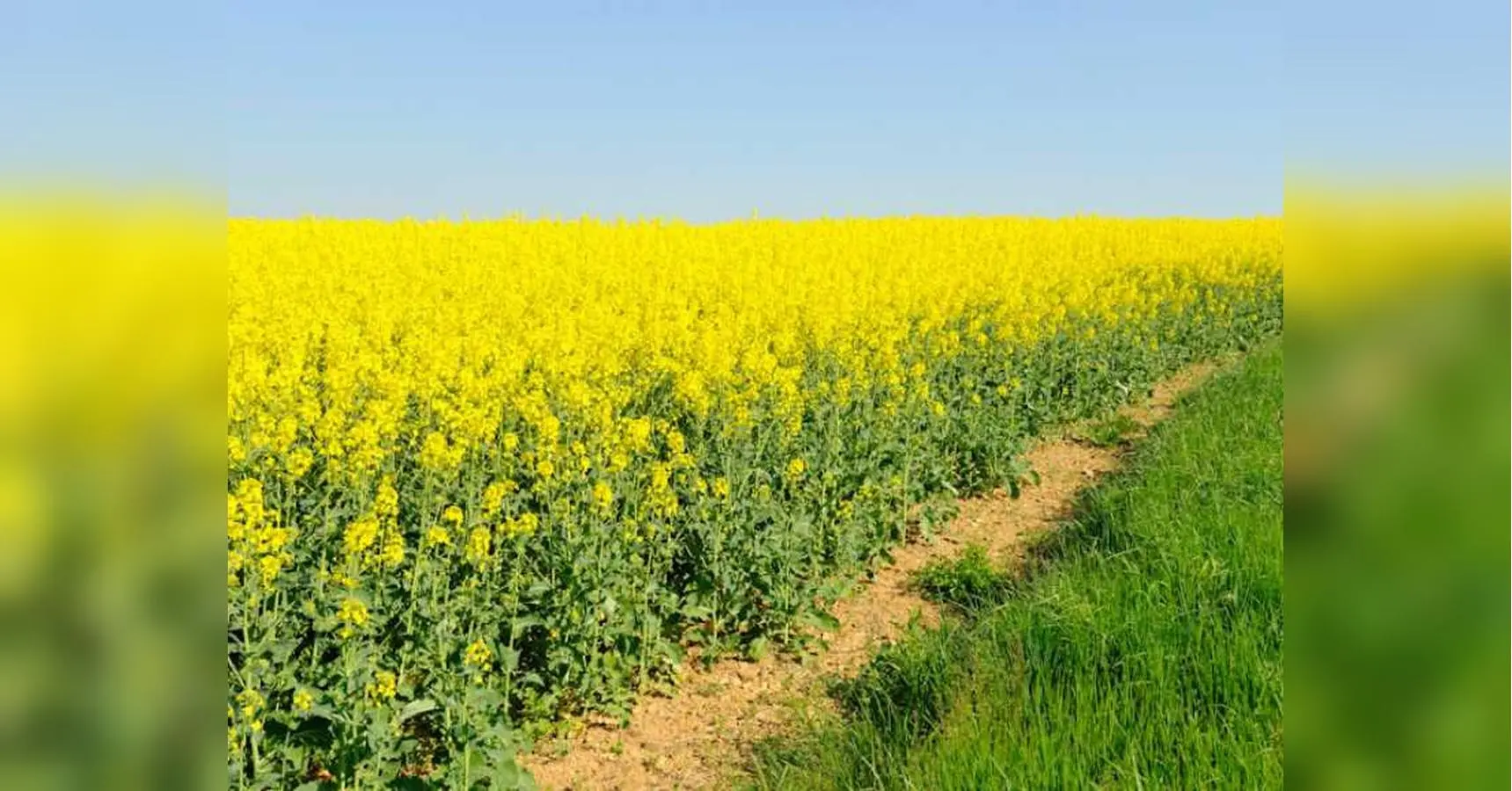 Заборона на експорт ріпаку й сої зашкодить виробникам сировини та економіці, — експерти