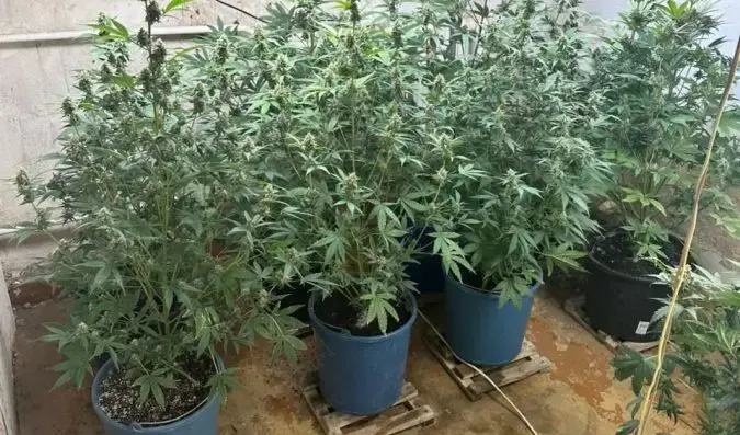 На Вінниччині два жителі вирощували вдома канабіс на продаж