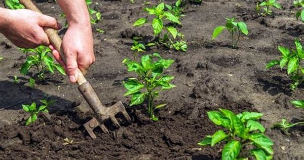 Мінімум догляду – максимум врожаю: найкращі культури для ледачих дачників
