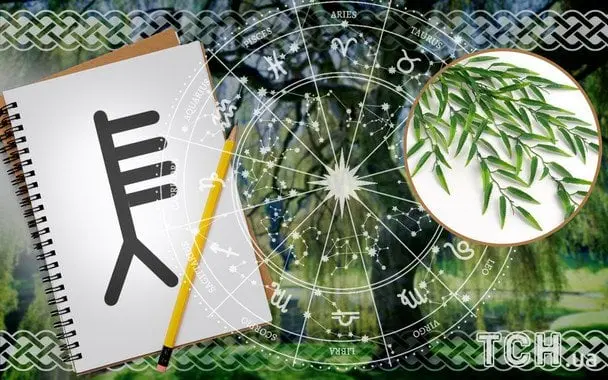Кельтський гороскоп дерев на 28 липня 2025 року: Близнятам — натхненні розмови, Ракам — душевна рівновага