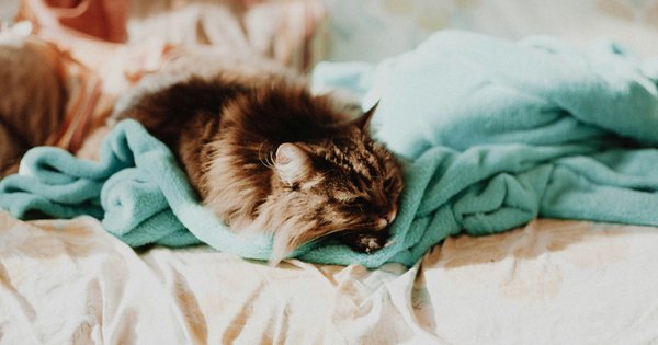 Алергія, інфекція, пил: чому у кошенят закисають очі і що з цим робити