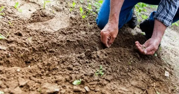 Ці овочі ще можна посадити: найкращі дні за посівним календарем у кінці червня 2025 року