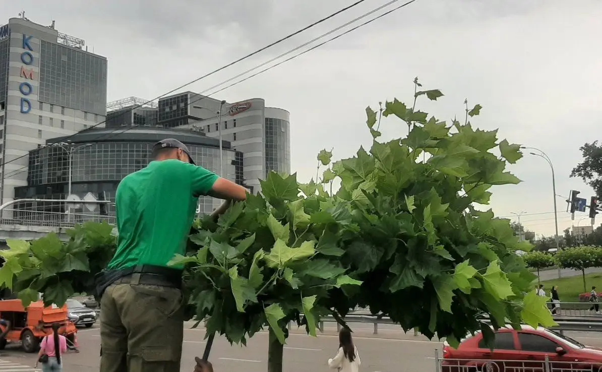 У Дніпровському районі платани обрізали у формі парасолі. ФОТО