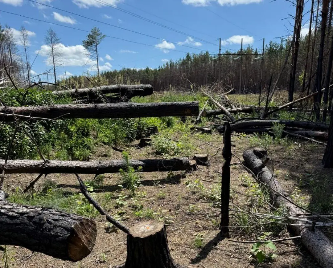 Незаконна порубка дерев на Вишгородщині: поліція Київщини повідомила директору підприємства про підозру