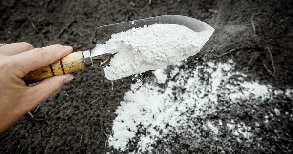 Чи потрібно вапнувати землю влітку: найкращий час та спосіб застосування вапна на городі