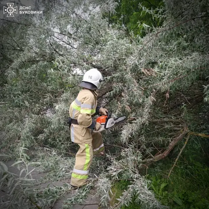 На під'їзді до Новодністровська вітер повалив дерево на дорогу