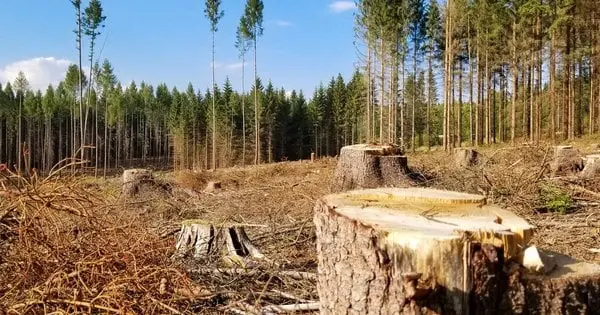 На Закарпатті посадовець лісгоспу уник покарання за незаконно вирубані дерева на 3 млн грн