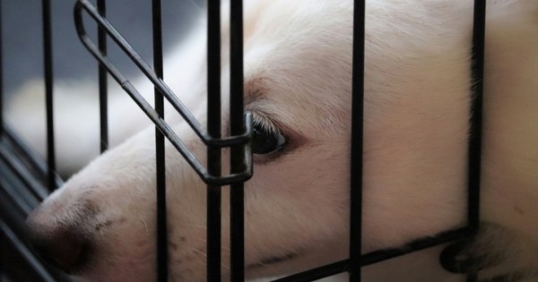 Безпечне місце: як навчити цуценя спокійно перебувати в клітці