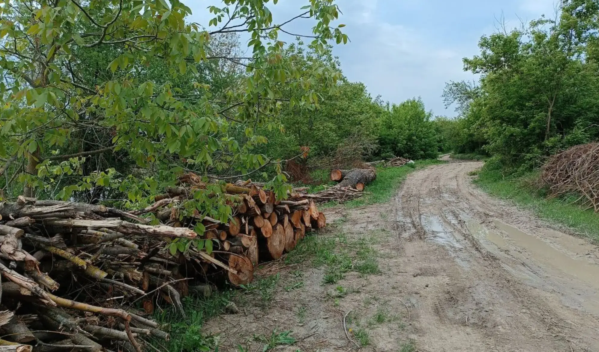 На Вінниччині виявили незаконну рубку дерев у межах прибережної захисної смуги річки Дністер 