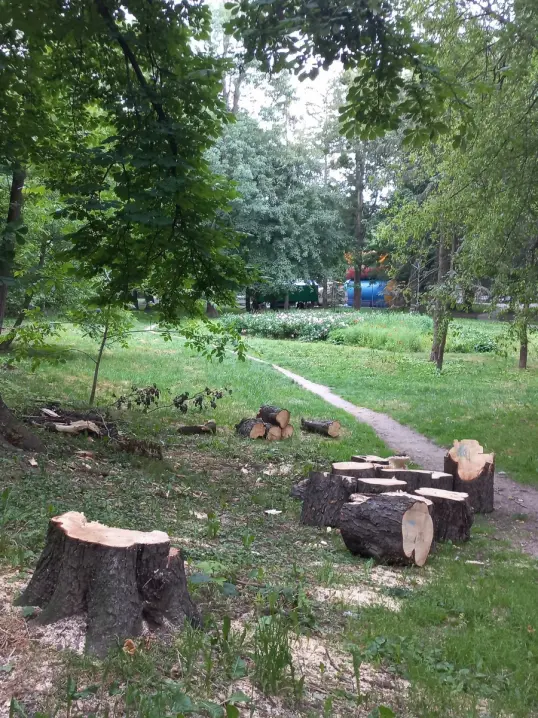 Чернівчани скаржаться на вирубку здорових дерев у Центральному парку ім.Шевченка