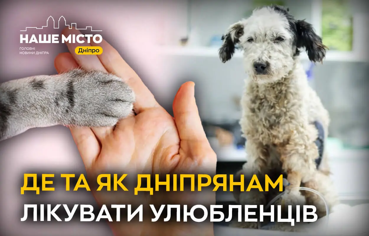 Де та як дніпрянам лікувати улюбленців