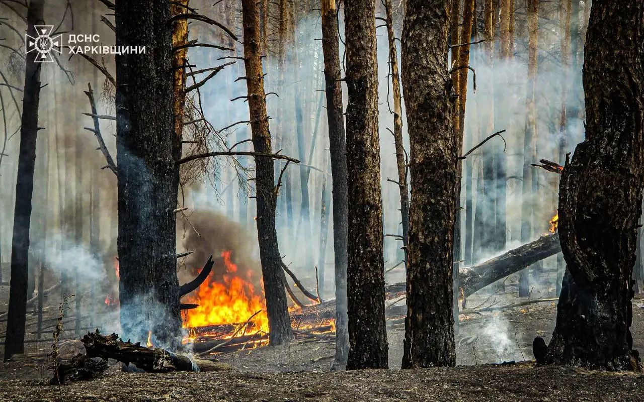 Ліс у Харківській області гасили добу: палали 12 га (фото)
