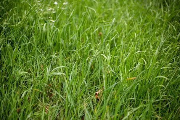 Як швидко вивести пирій зі свого городу без хімії: найкращі способи, які дійсно працюють