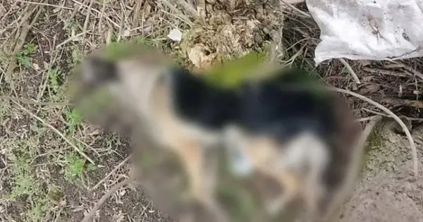 Тернопільщина: Чоловік уник покарання за жорстоке вбивство собаки