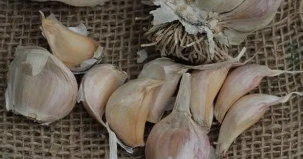 Пригнічують ріст і знижують урожайність: з якими культурами краще не садити часник