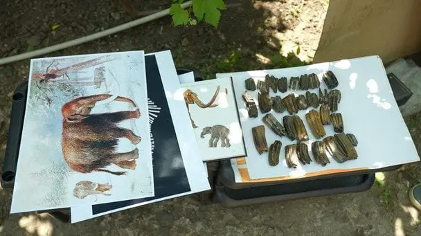 На березі Дніпра науковці знайшли кістки доісторичних істот (фото)