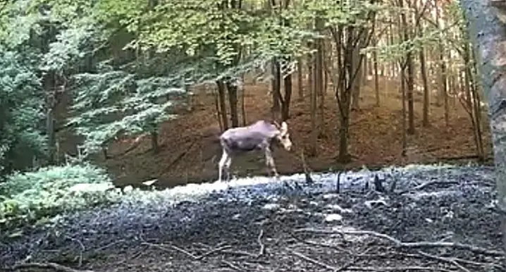 На Хотинщині фотопастки зафіксували рідкісного лося (відео)