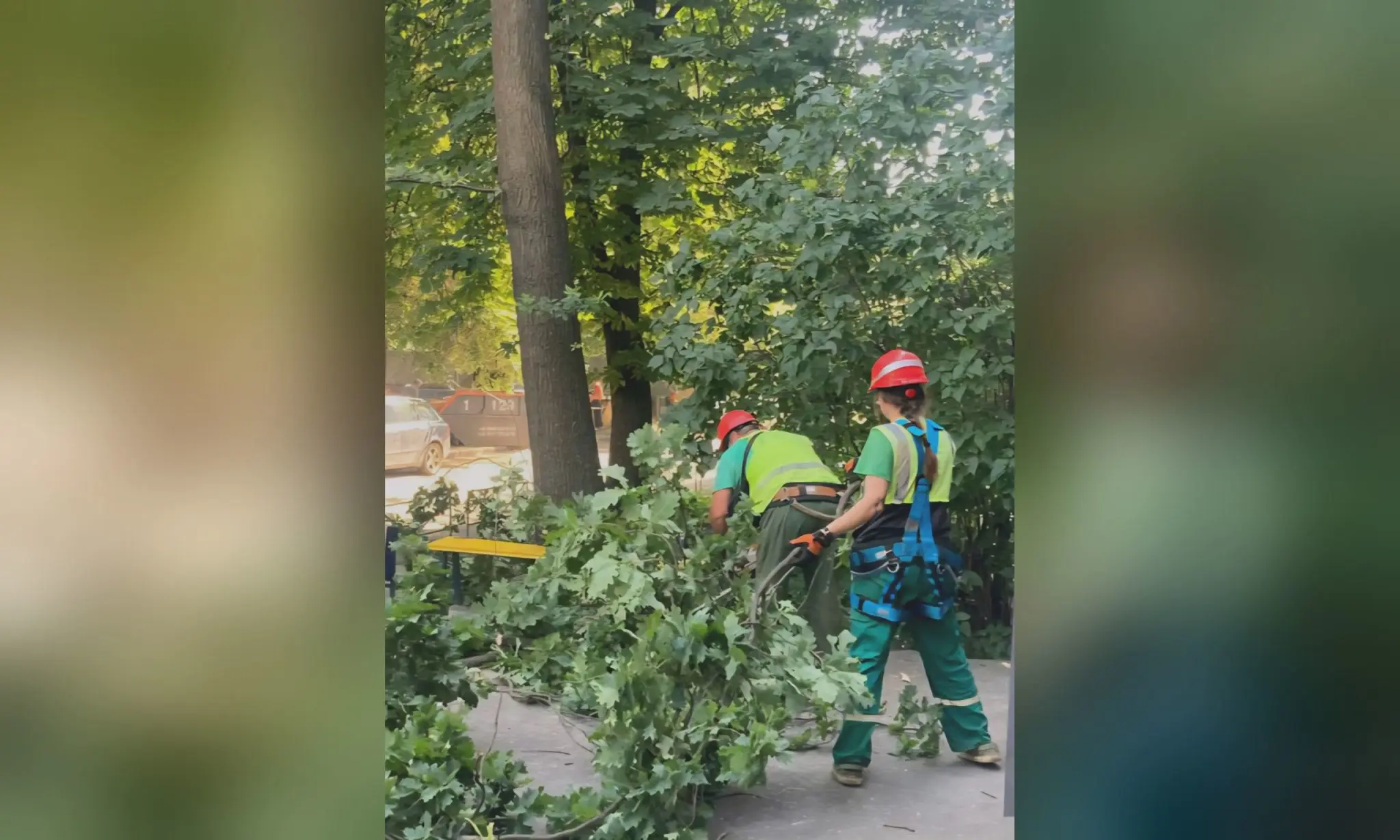 Понад 20 дерев обрізали в Харкові за кілька днів – що сталося (фото)