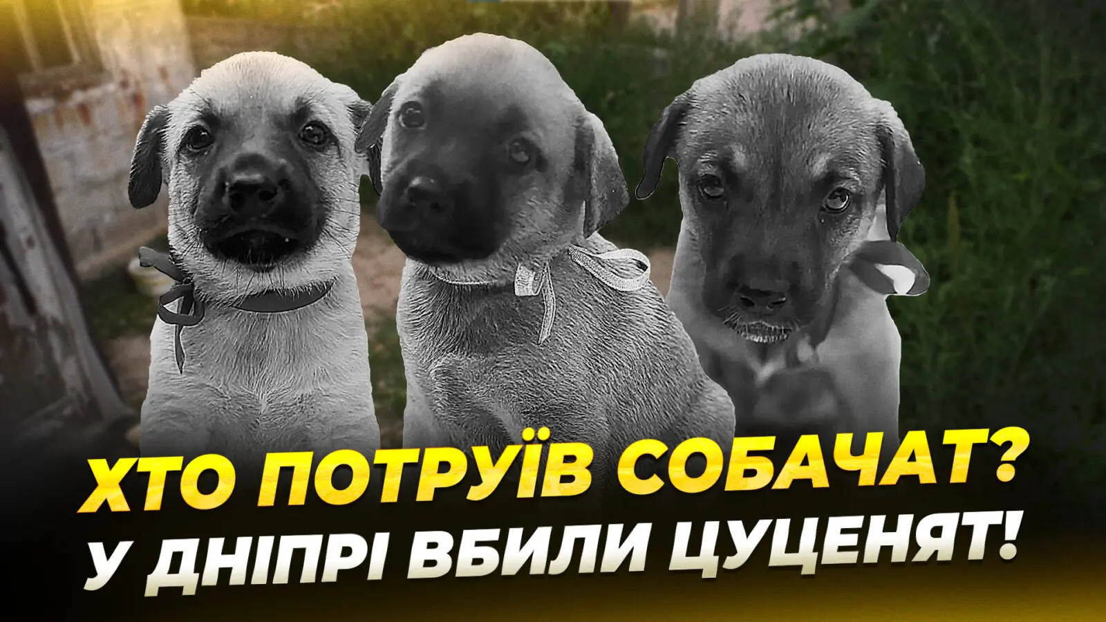 У Дніпрі жорстоко вбили вісьмох цуценят: що кажуть у поліції