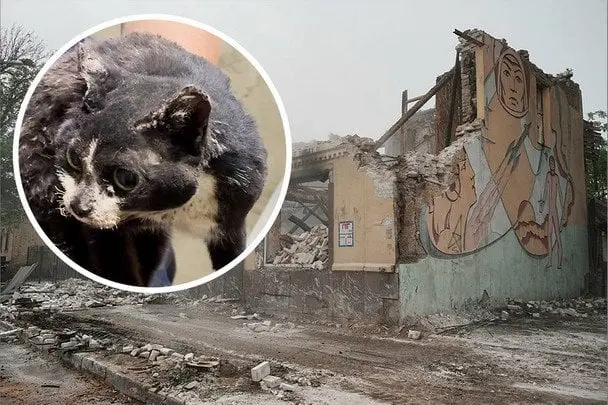 Дивовижний порятунок у Харкові: кішка Маруся вижила після трьох днів під завалами