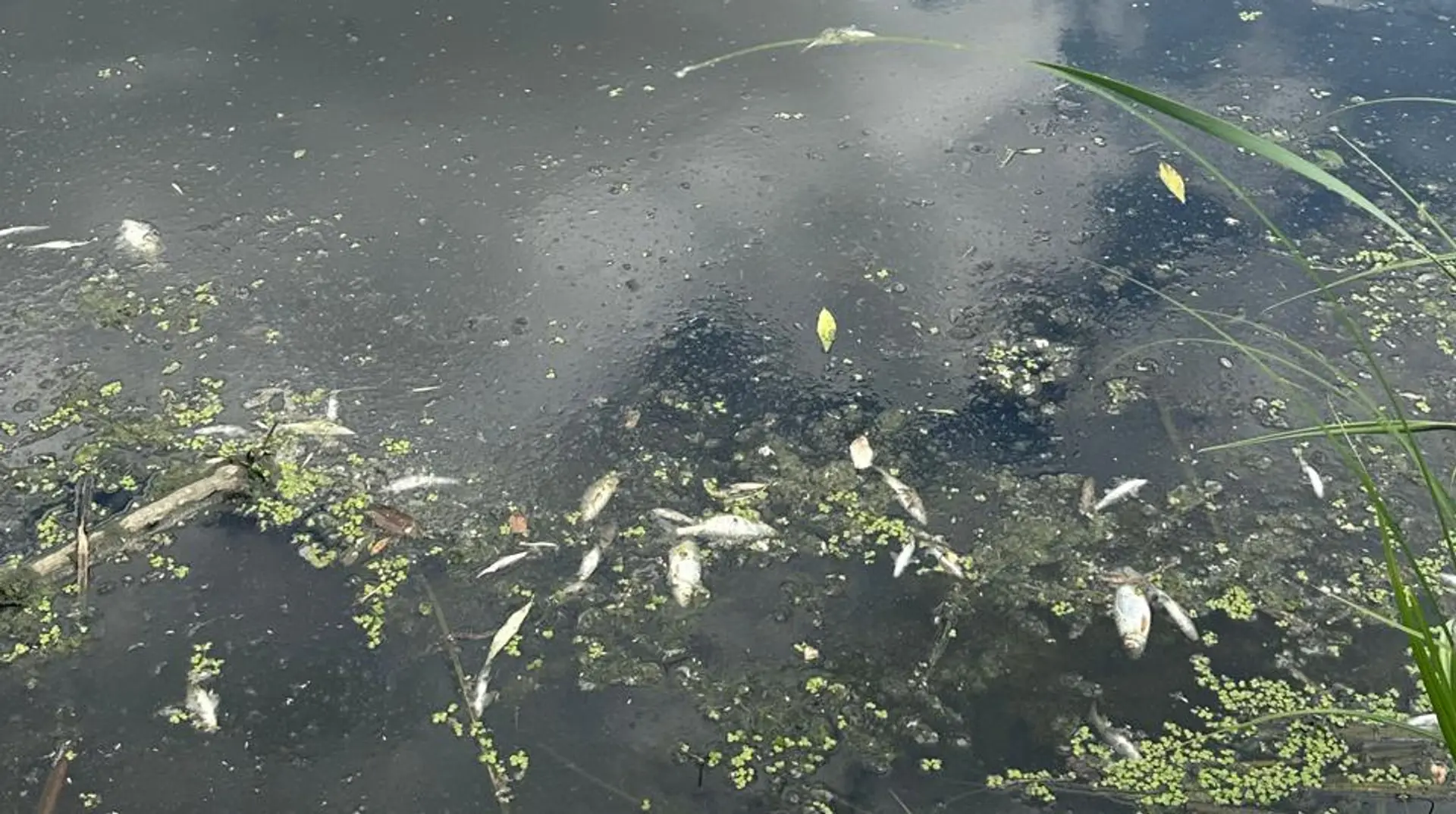 На Житомирщині у річці Случ загинуло 28 тонн риби: на воді зафіксували невідомі жирові плями