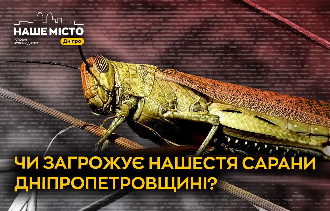 Сарана наступає: чи загрожує навала Дніпропетровщині