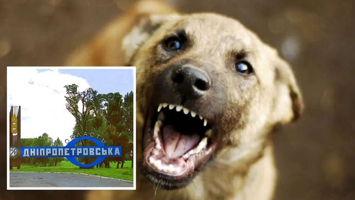 У селі в Дніпропетровській області ввели карантин через сказ у собаки