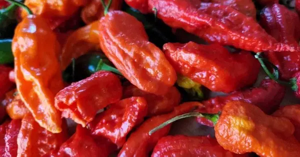 Чому перець деформується і чи можна його їсти: поради для ідеальних плодів